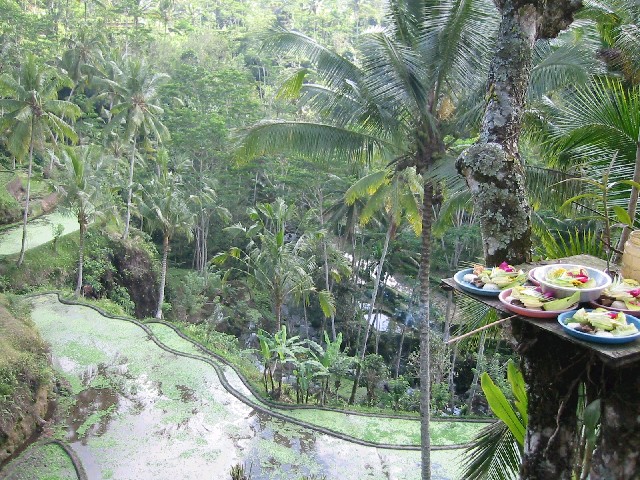Indonesie rijstvelden op balie
