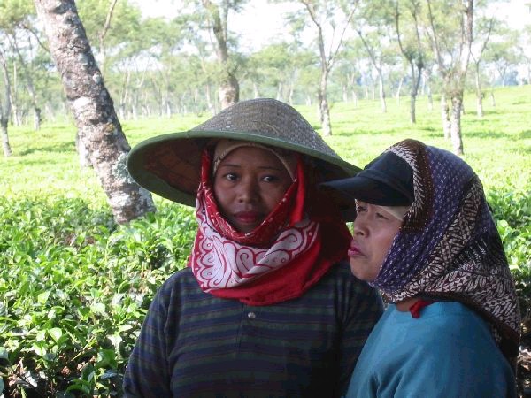 Indonesie Theevrouwen Balie