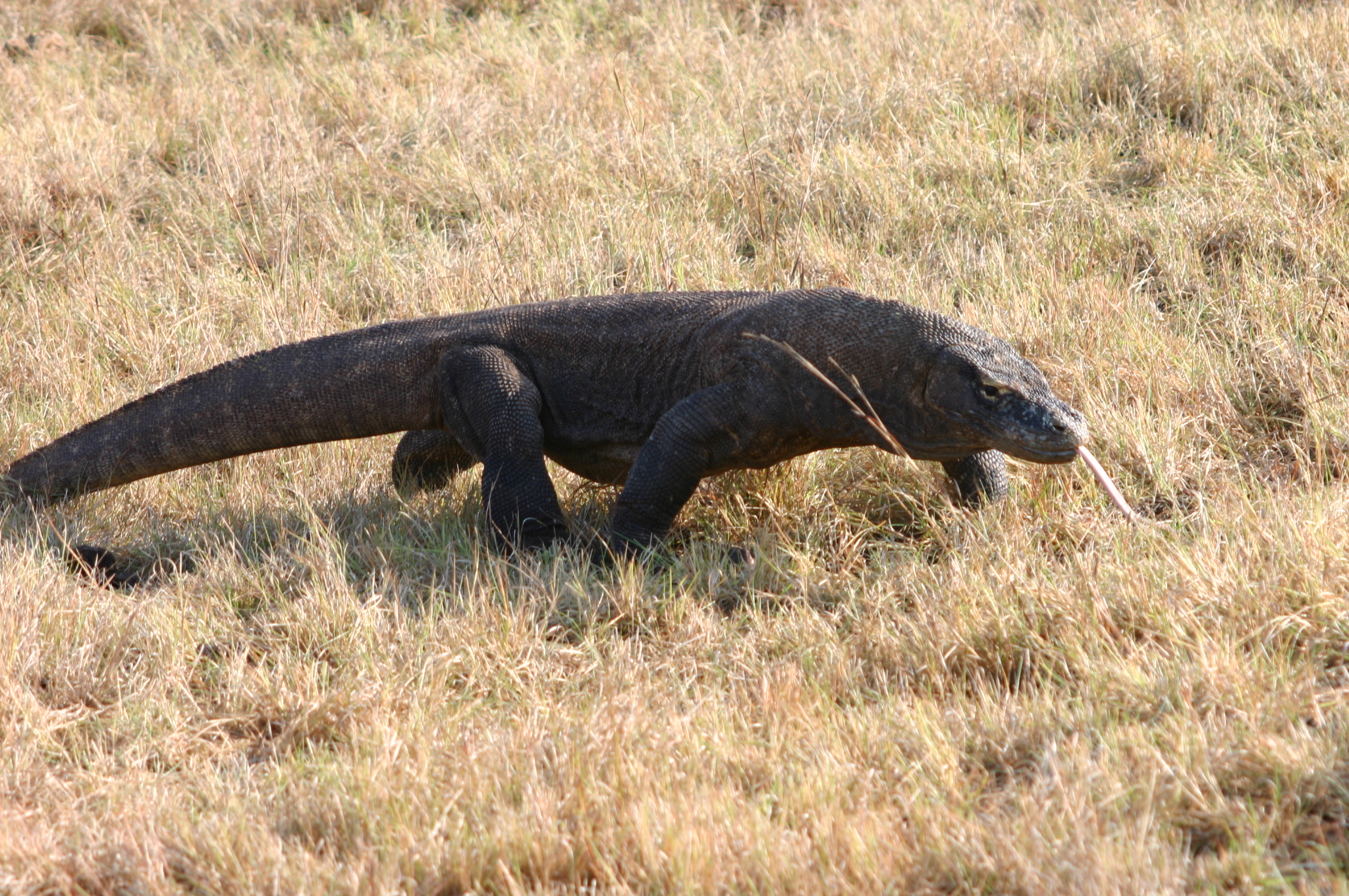 Komodo varaan